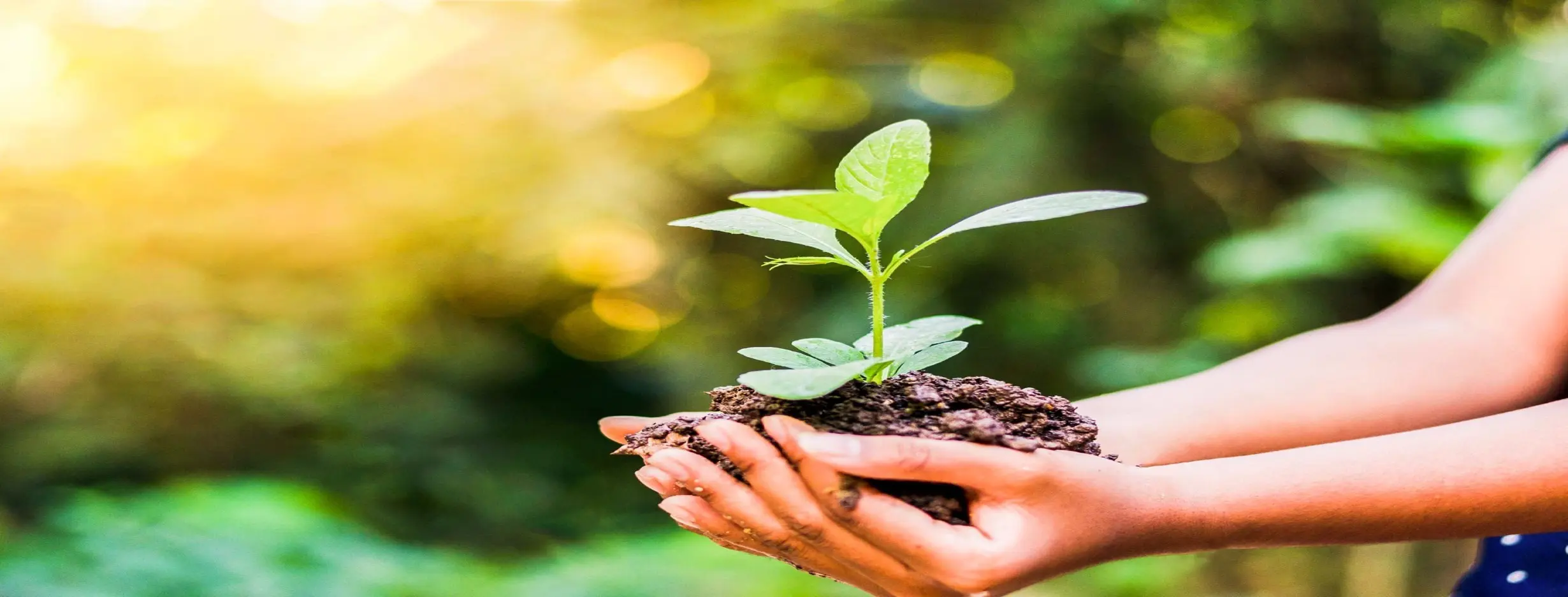 Image for Environmental Conservation